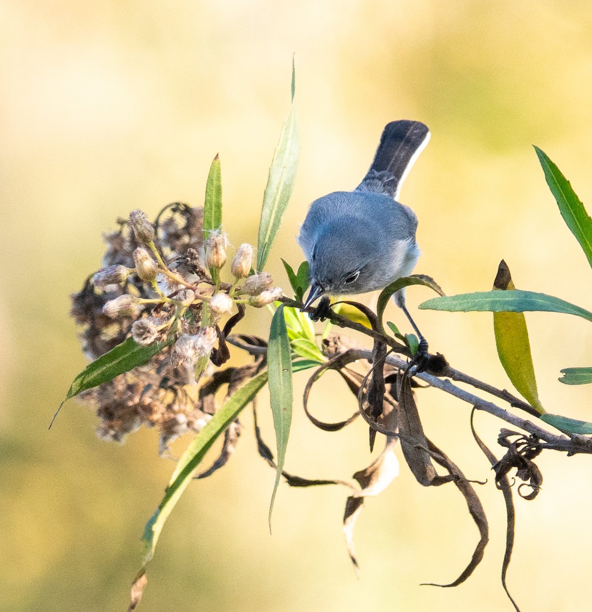 Комароловка сиза - ML646760246