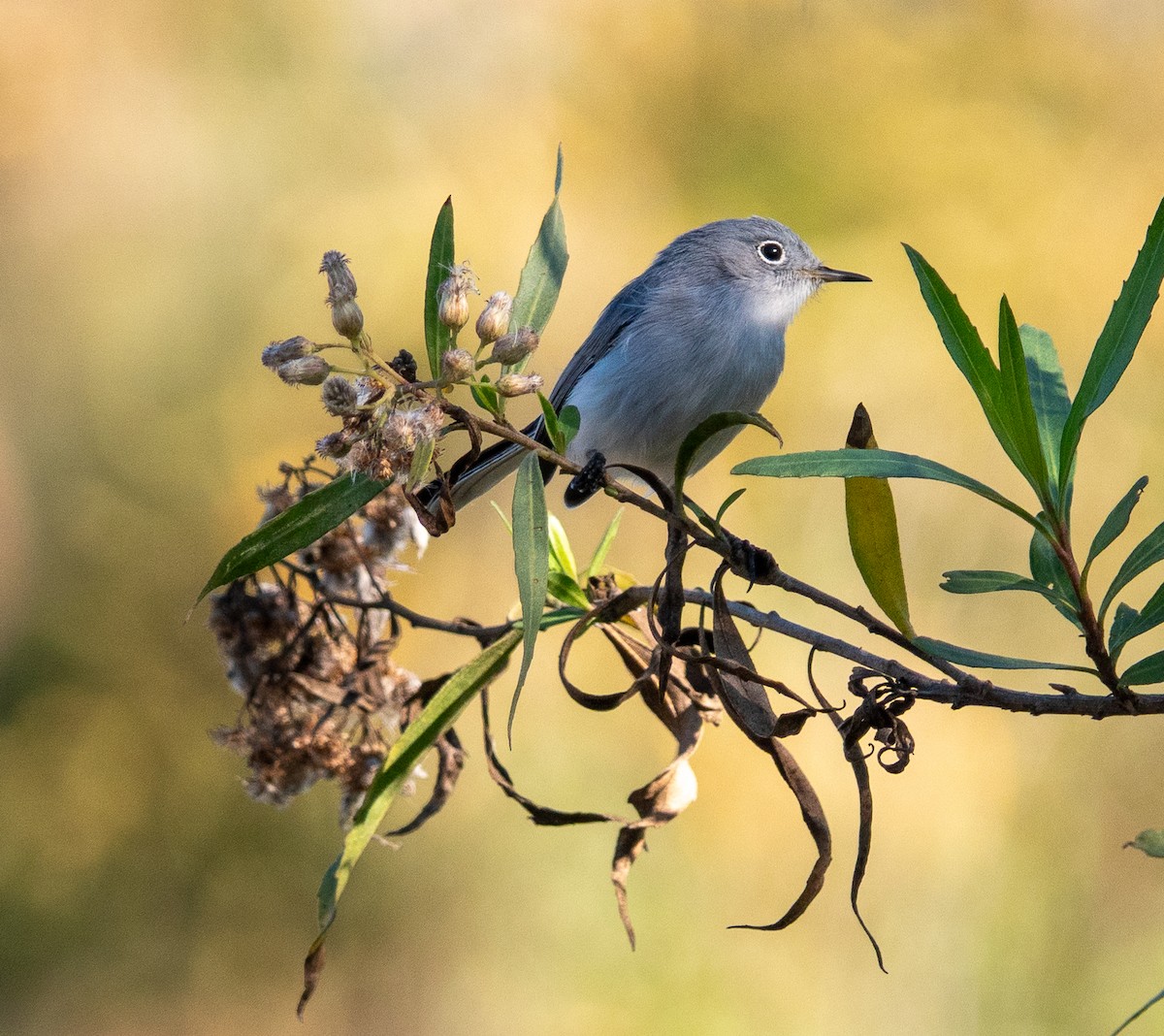 Комароловка сиза - ML646760247