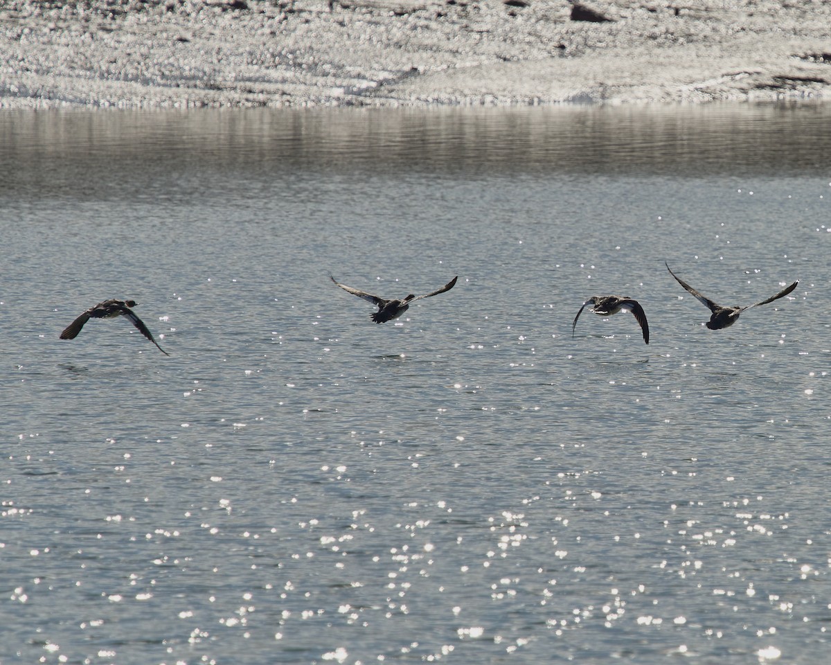 Serreta Mediana - ML646760249