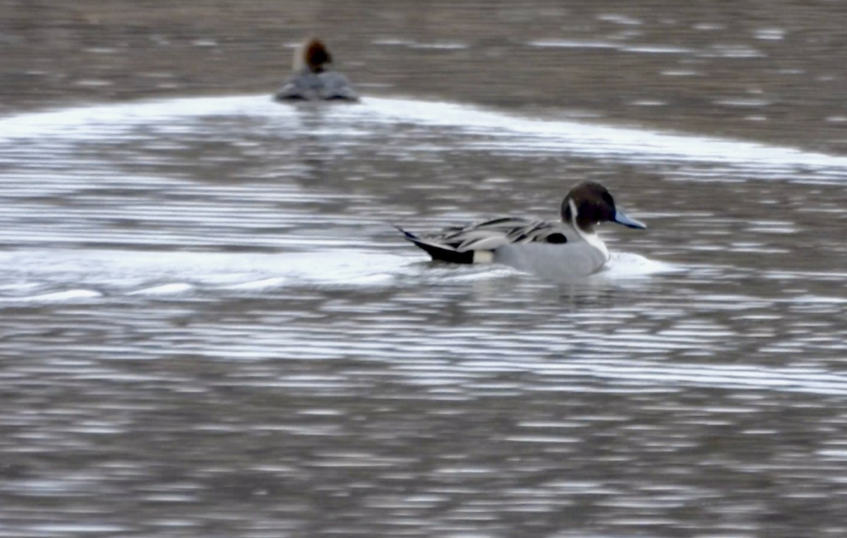 Ánade Rabudo - ML646760251