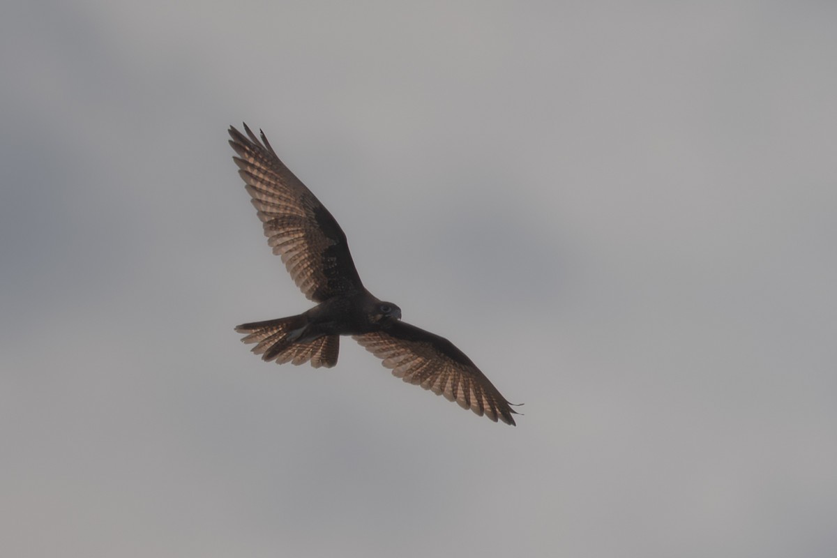 チャイロハヤブサ - ML646760252