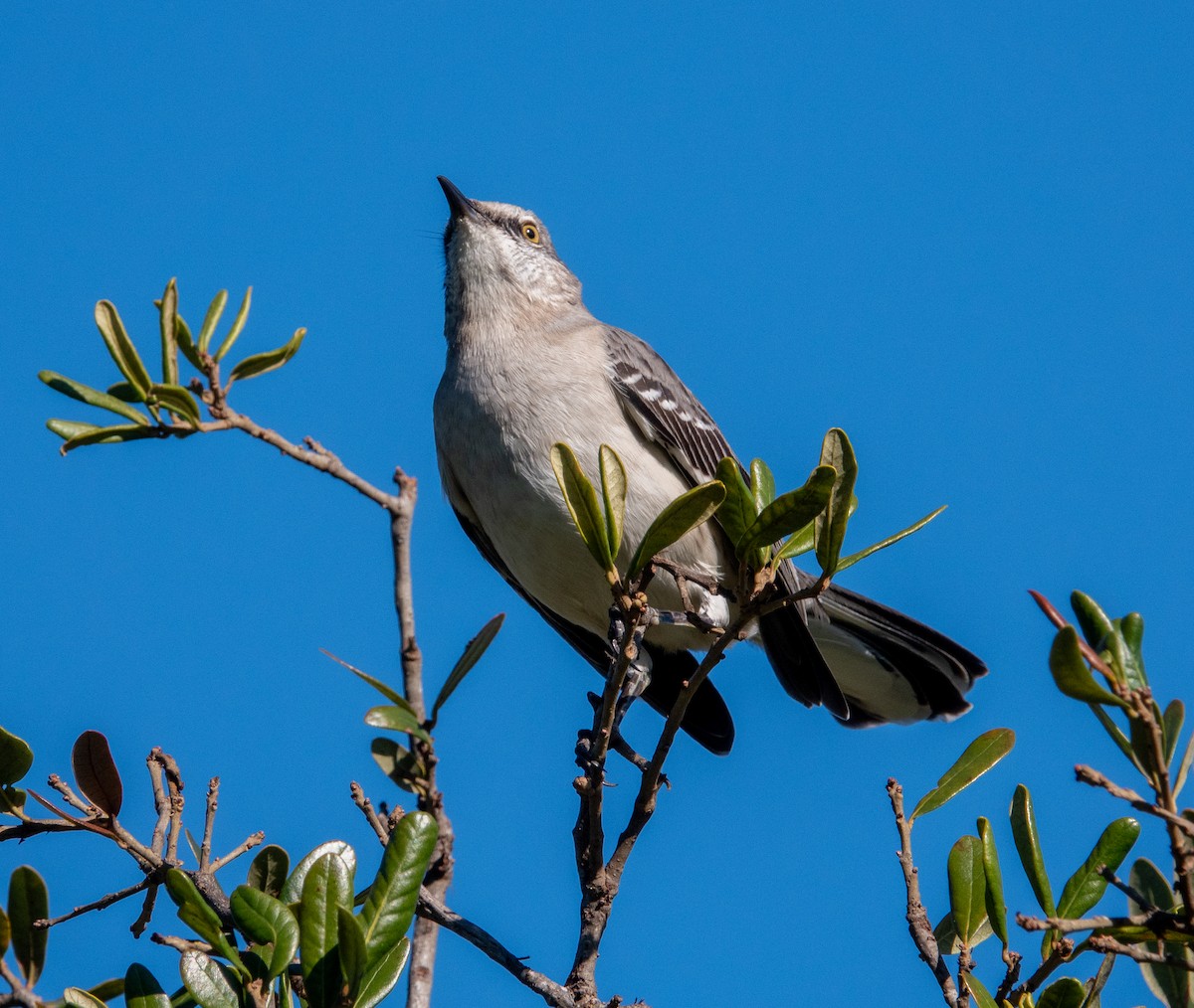 Northern Mockingbird - ML646760253
