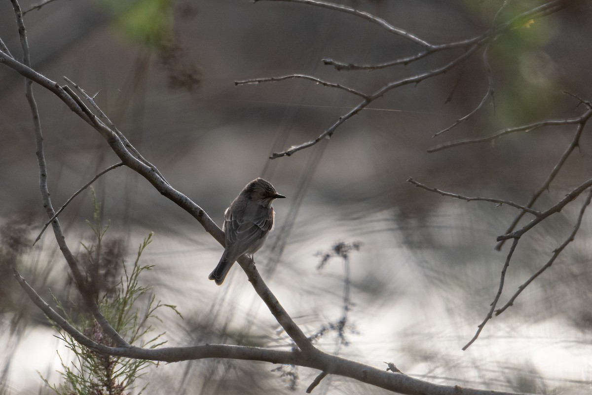 Papamoscas Gris - ML646760254