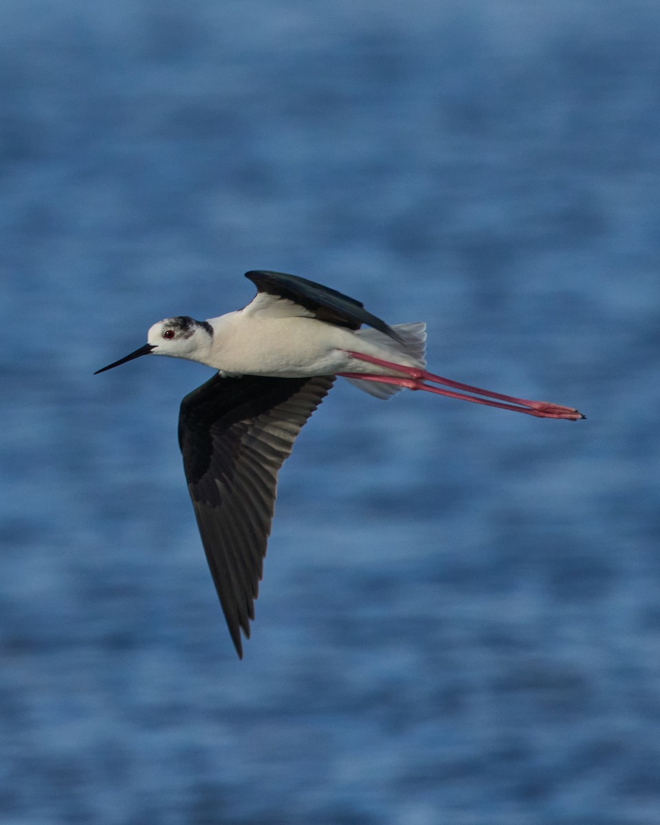 Cigüeñuela Común - ML646760256