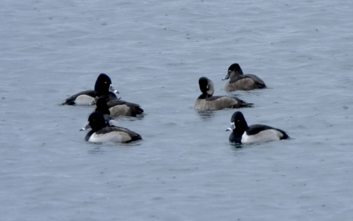 Porrón Acollarado - ML646760257