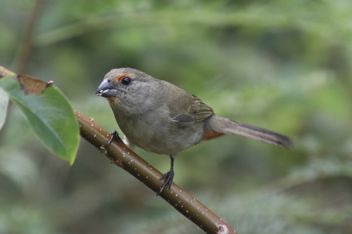Greater Antillean Bullfinch - ML646760259