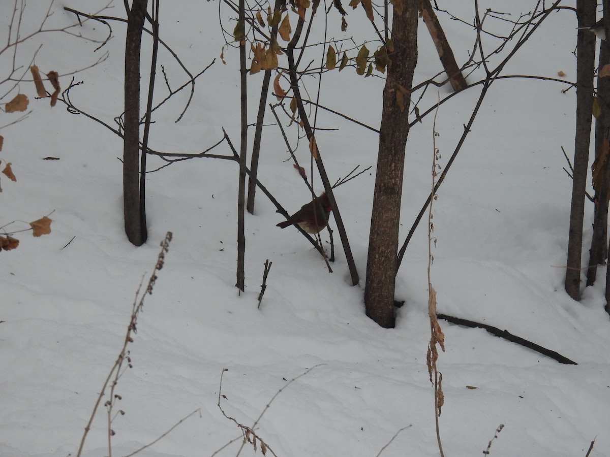 Northern Cardinal - ML646760260