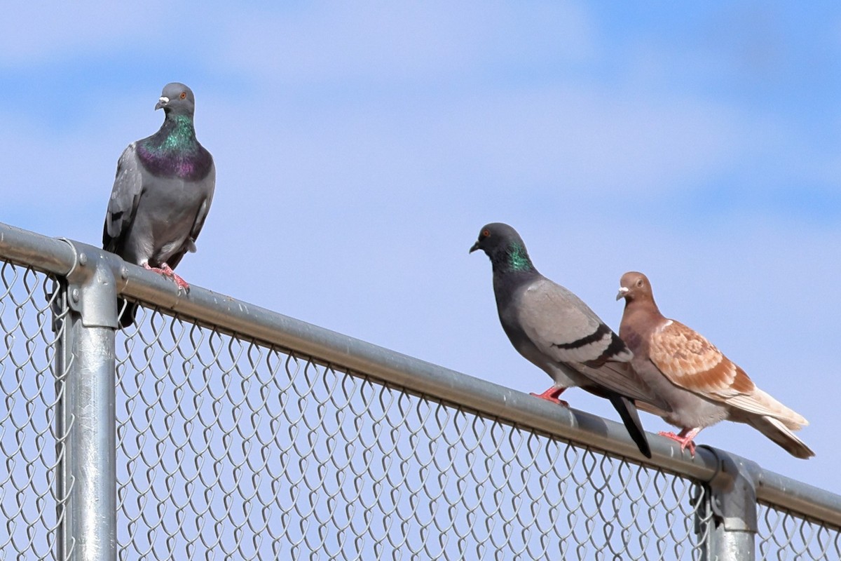 Rock Pigeon (Feral Pigeon) - ML646760262