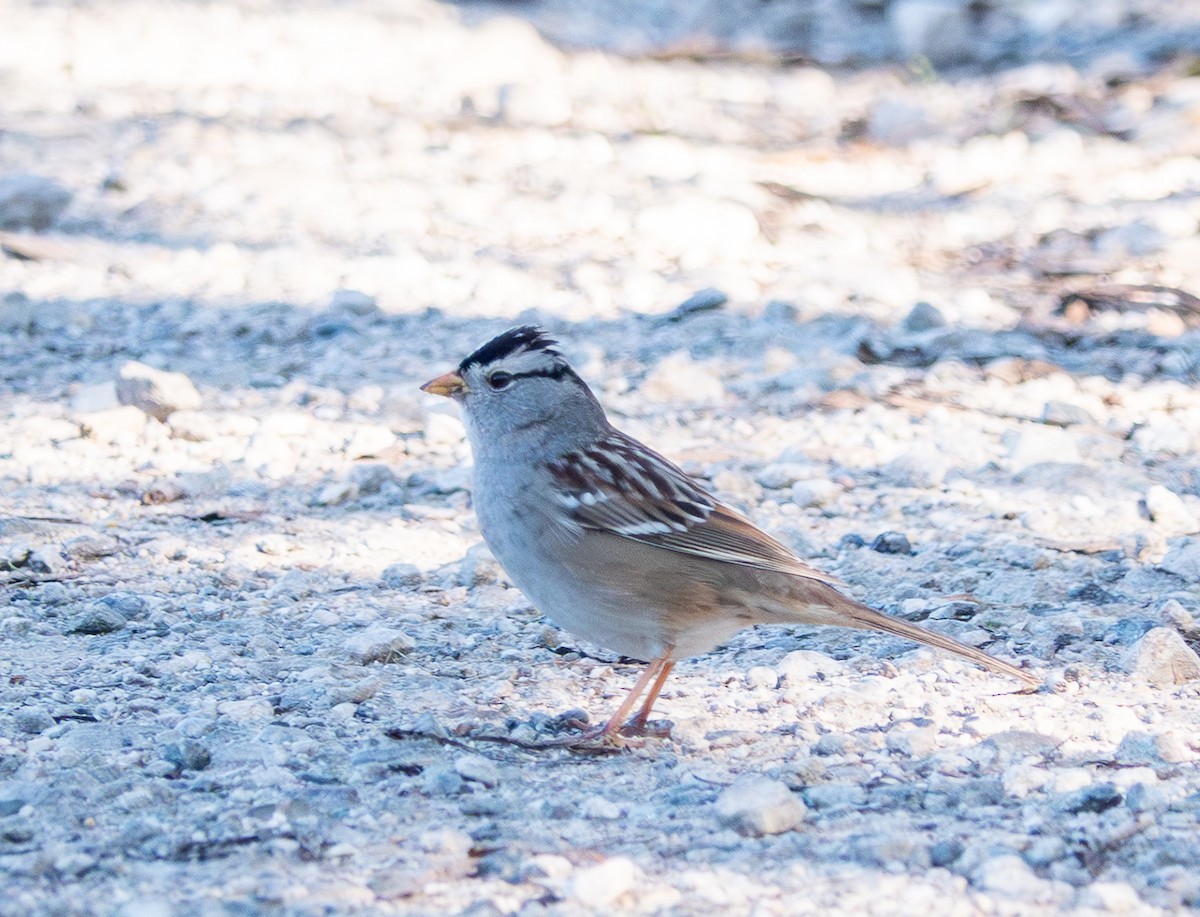 White-crowned Sparrow - ML646760263