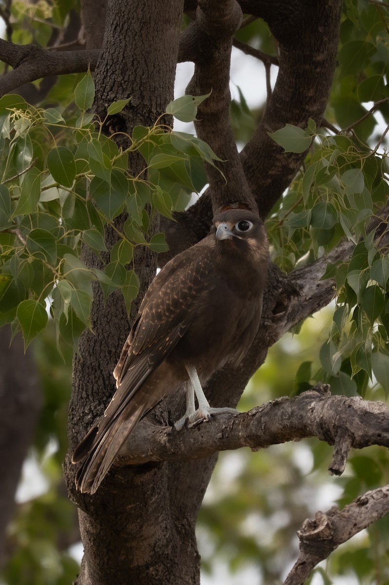 チャイロハヤブサ - ML646760264