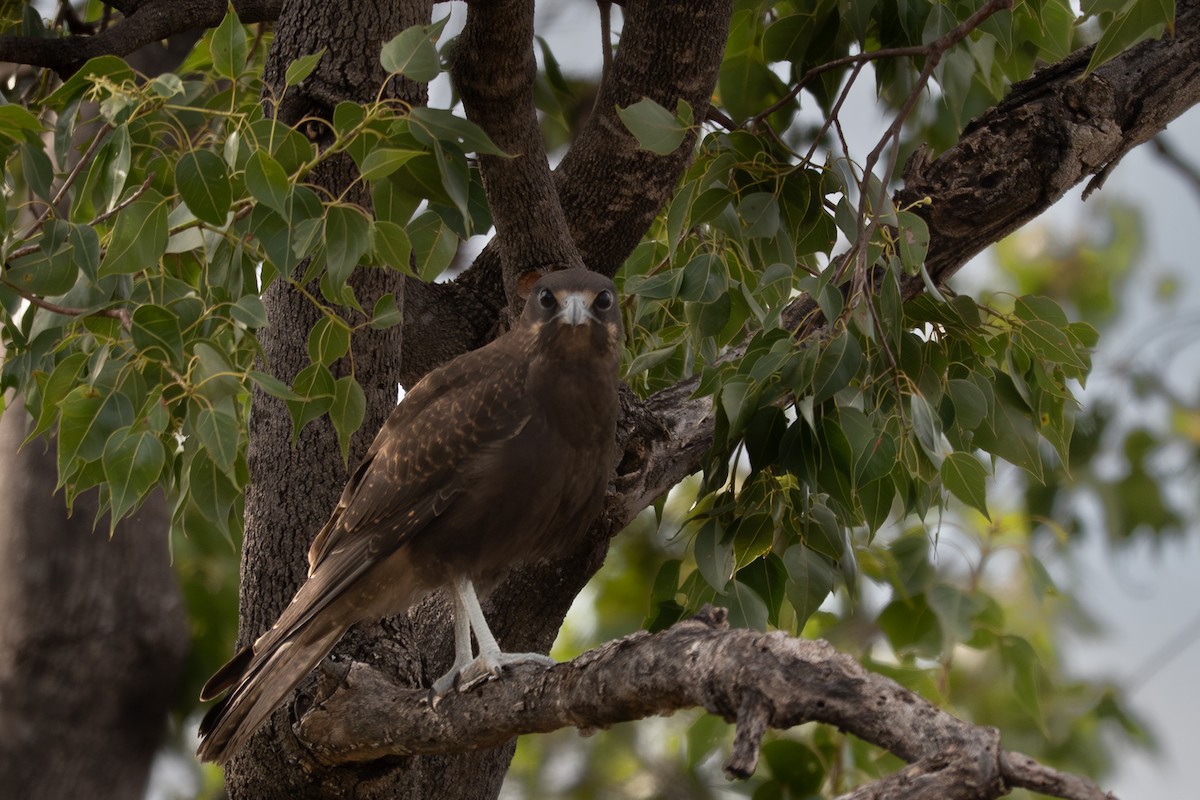 チャイロハヤブサ - ML646760265