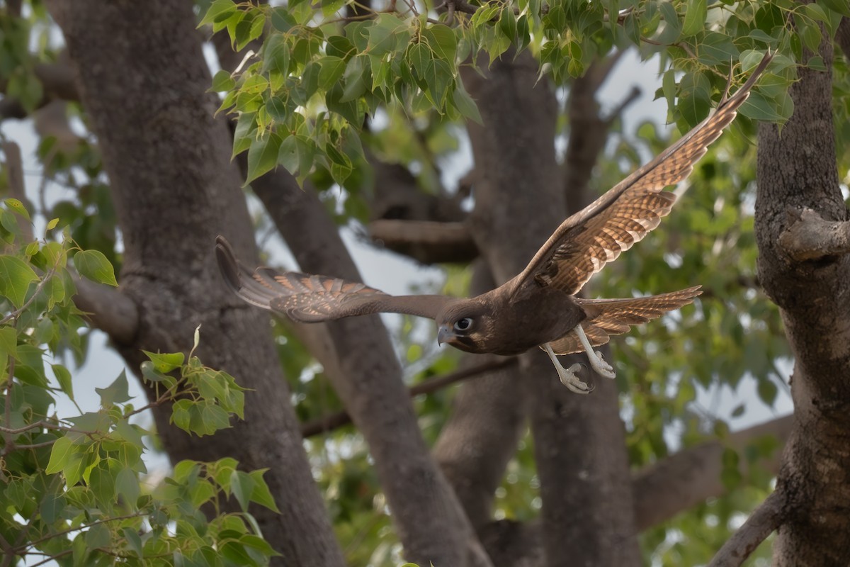 チャイロハヤブサ - ML646760266