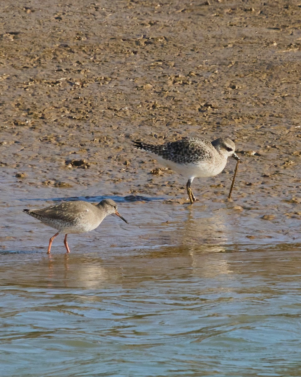 Archibebe Común - ML646760267