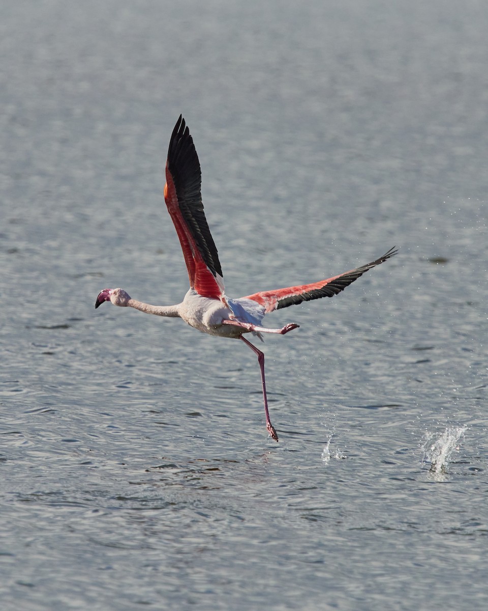 Flamenco Común - ML646760269