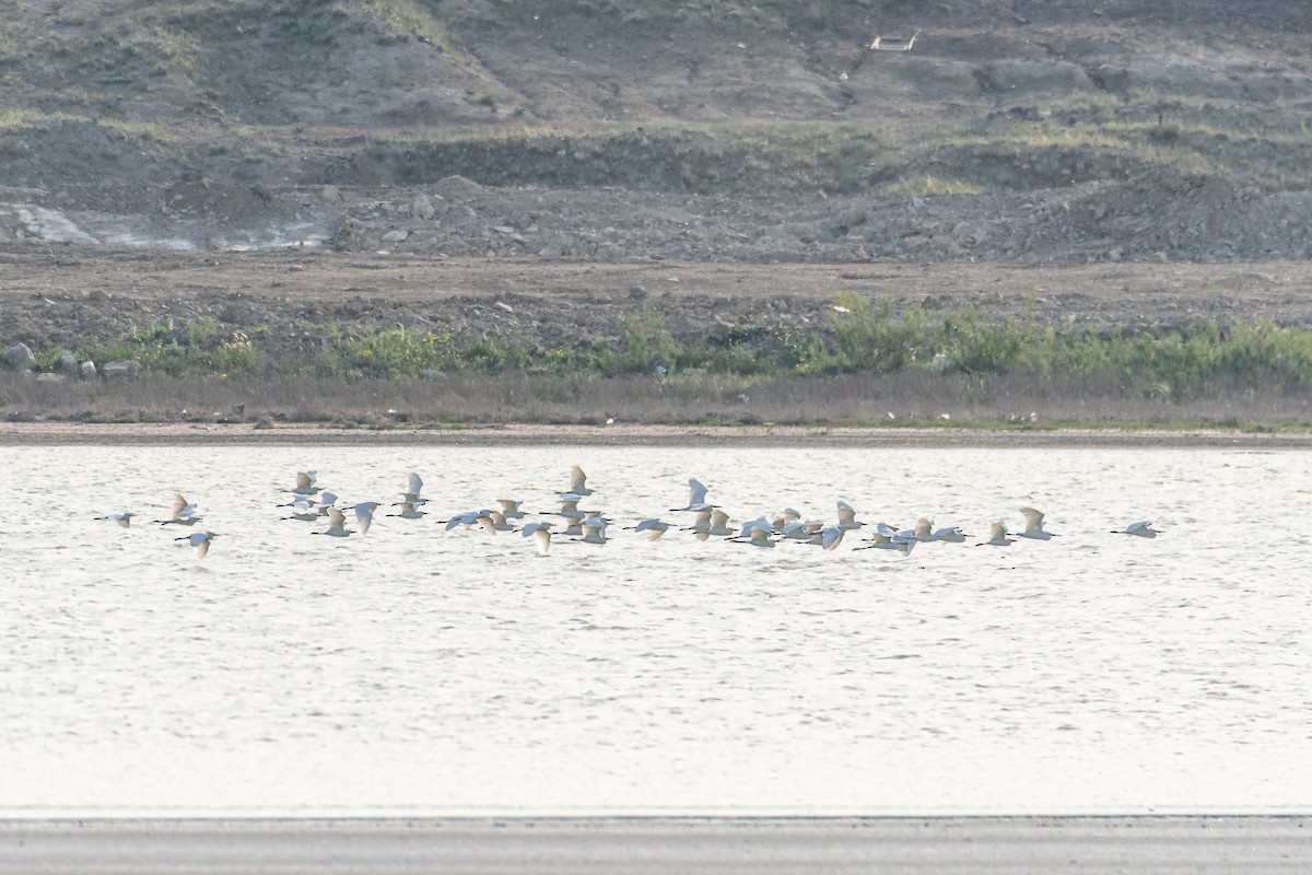 Garcilla Bueyera Occidental - ML646760270