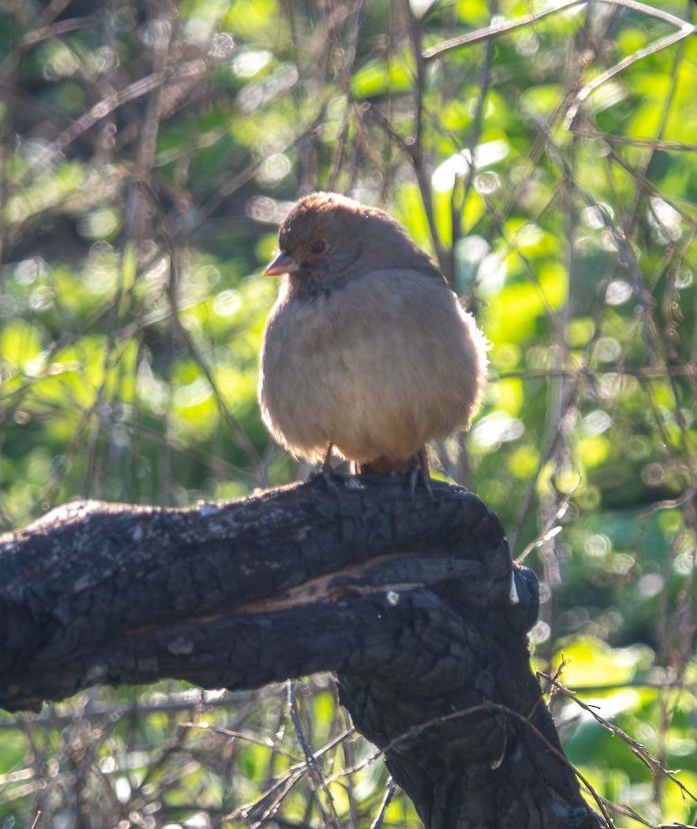 California Towhee - ML646760271