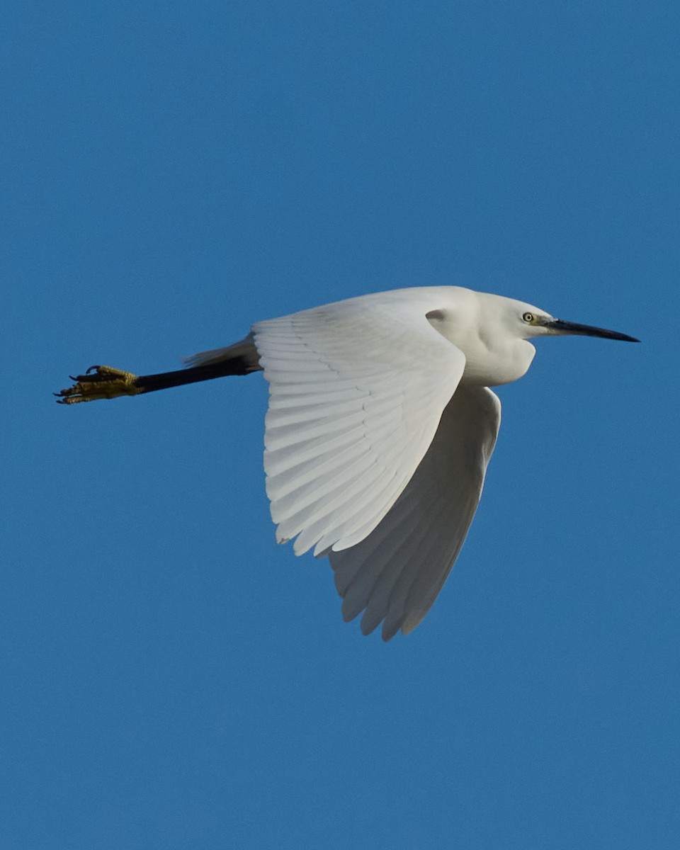 Garceta Común - ML646760272