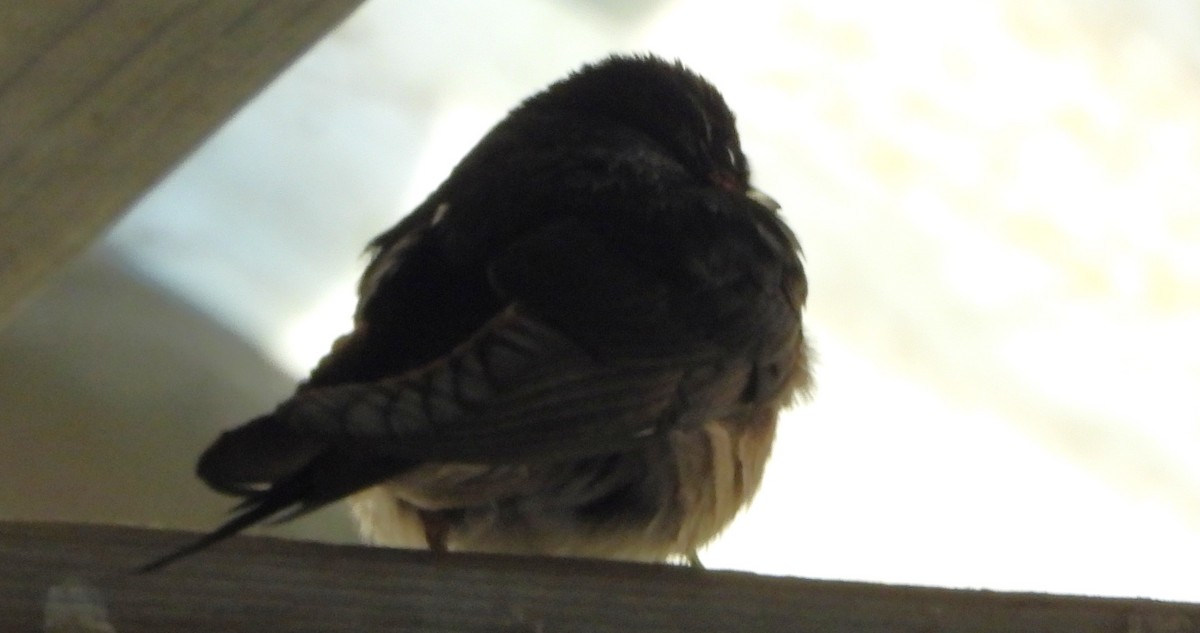 Welcome Swallow - ML646760273