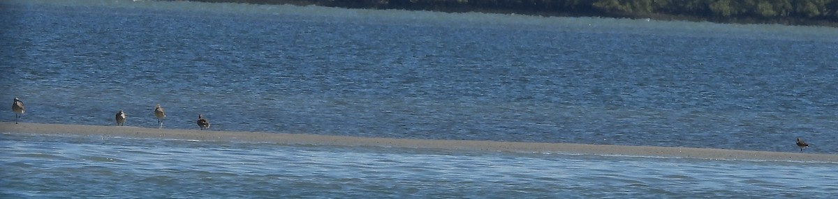 Eurasian Whimbrel - ML646760274