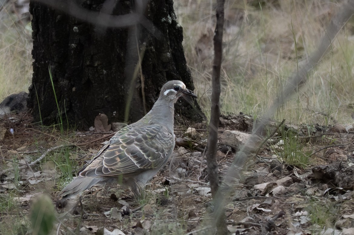 ニジハバト - ML646760275