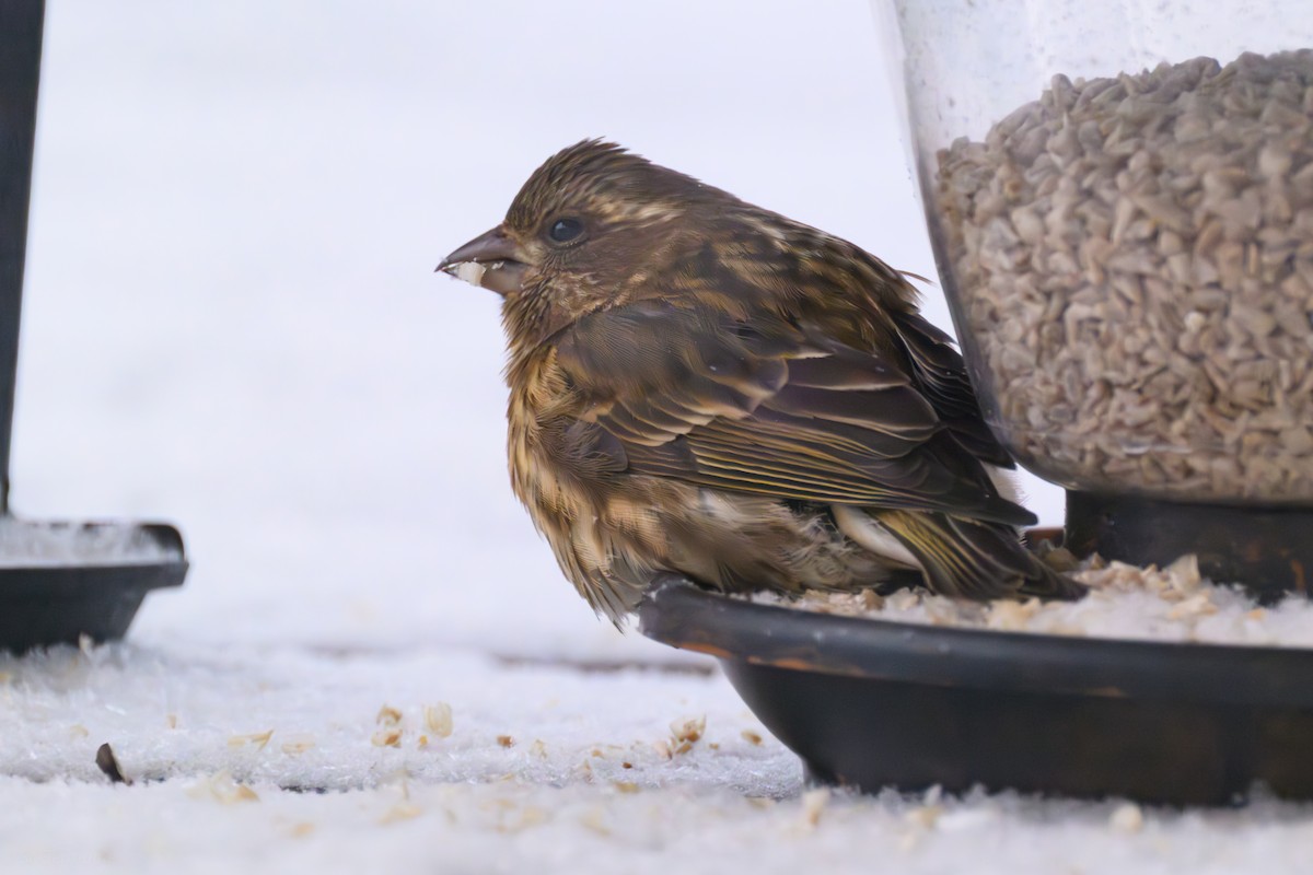 hýl nachový - ML646760276