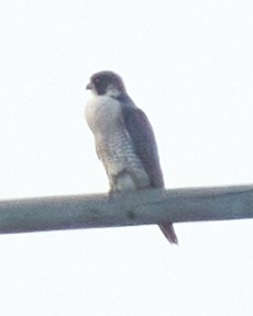 Halcón Peregrino - ML646760277