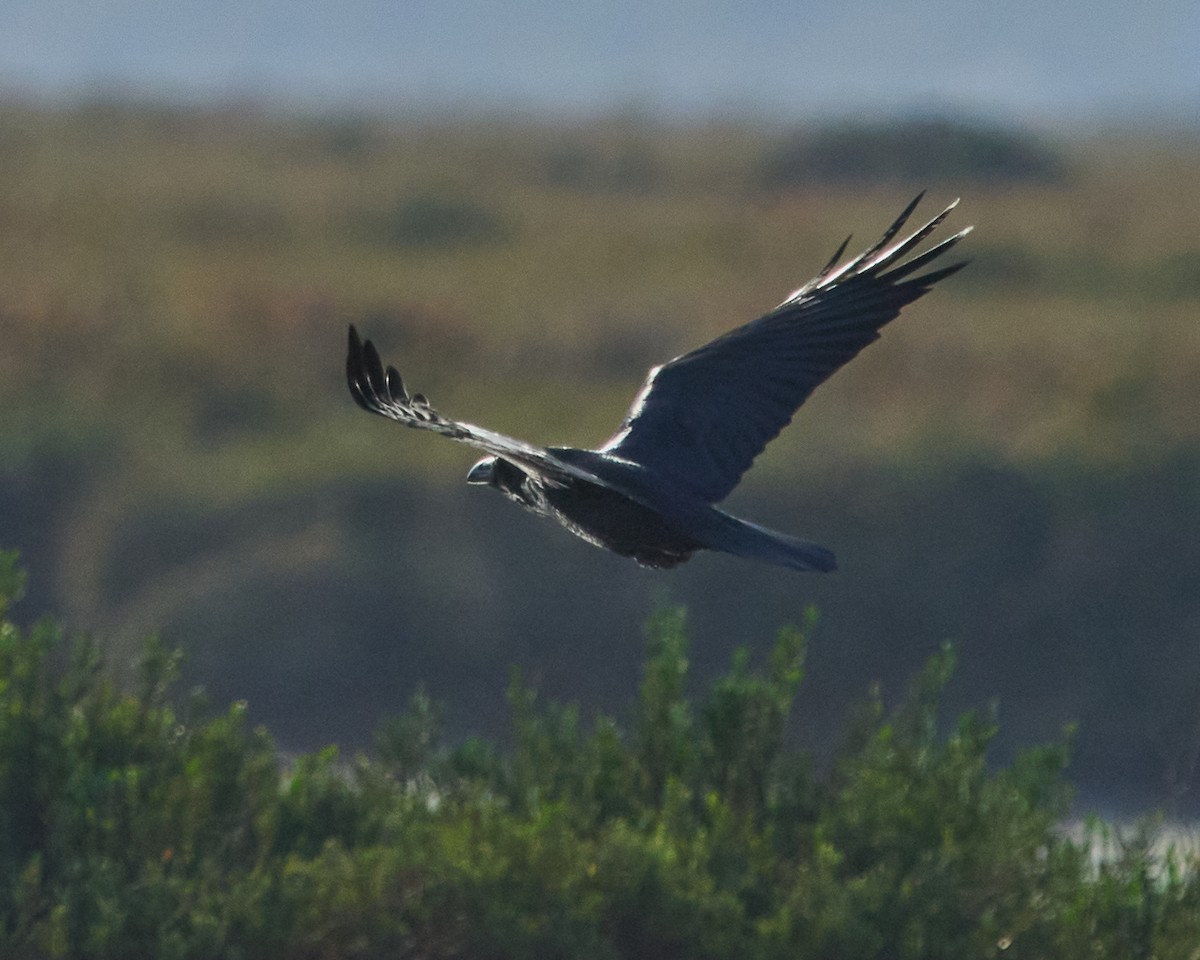 Common Raven - ML646760278
