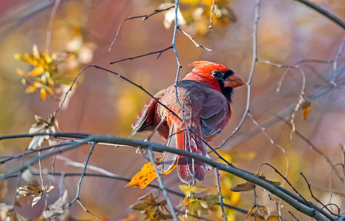 Cardenal Norteño - ML646760279
