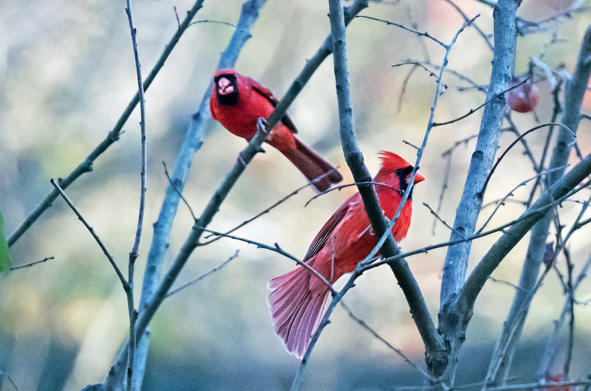 Cardenal Norteño - ML646760280
