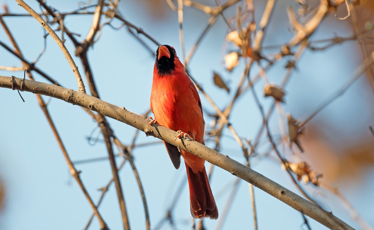 Cardenal Norteño - ML646760282