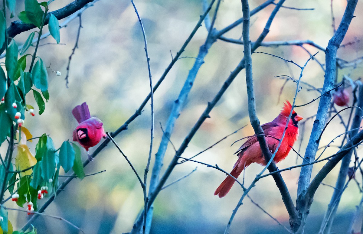 Cardenal Norteño - ML646760284