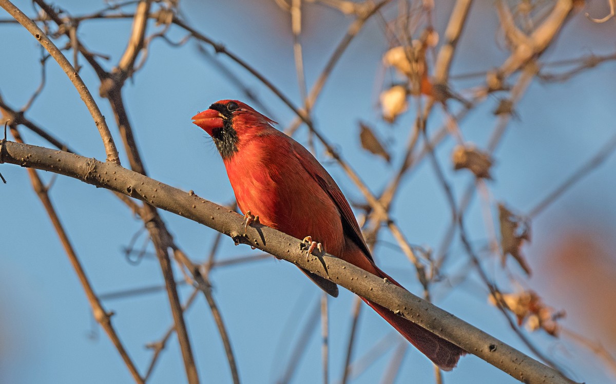 Cardenal Norteño - ML646760285