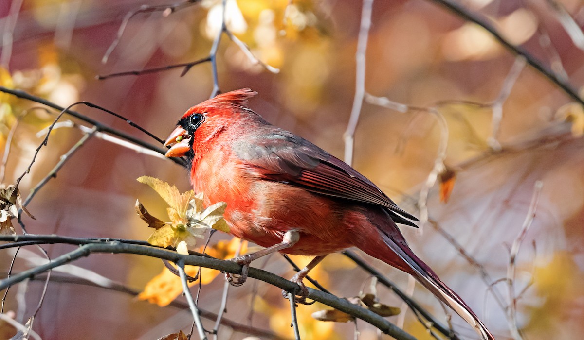 Cardenal Norteño - ML646760286