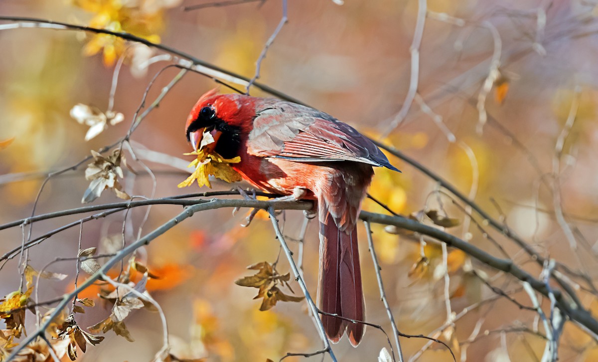 Cardenal Norteño - ML646760287