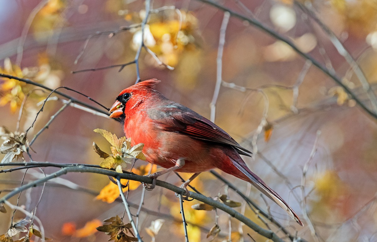 Cardenal Norteño - ML646760289