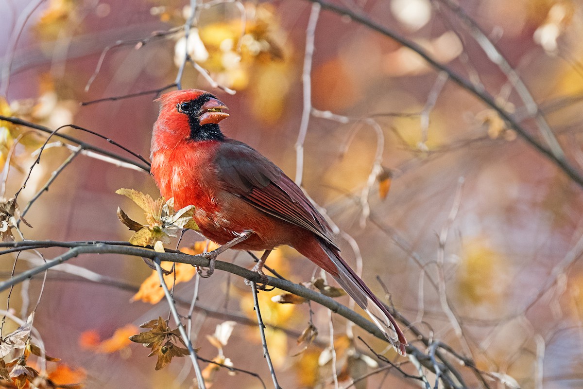 Cardenal Norteño - ML646760290