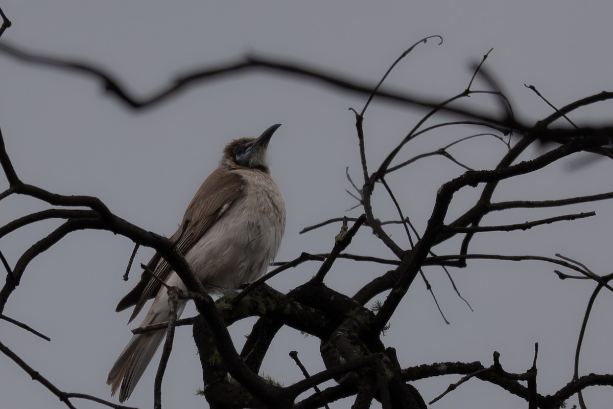 ヒメハゲミツスイ - ML646760291