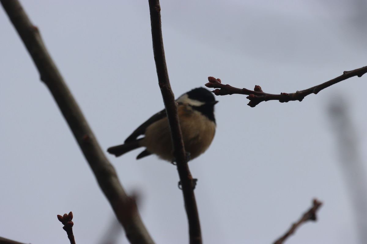 ירגזי שחור - ML646760292