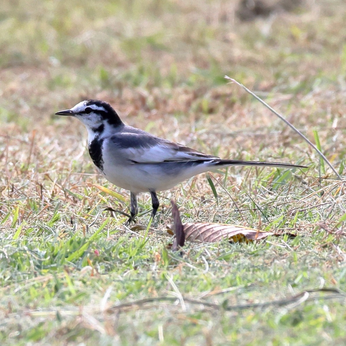 White Wagtail - ML646760293