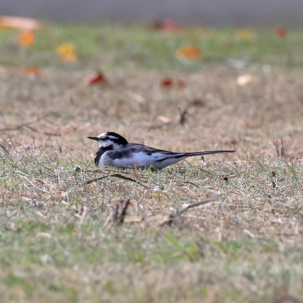 White Wagtail - ML646760294