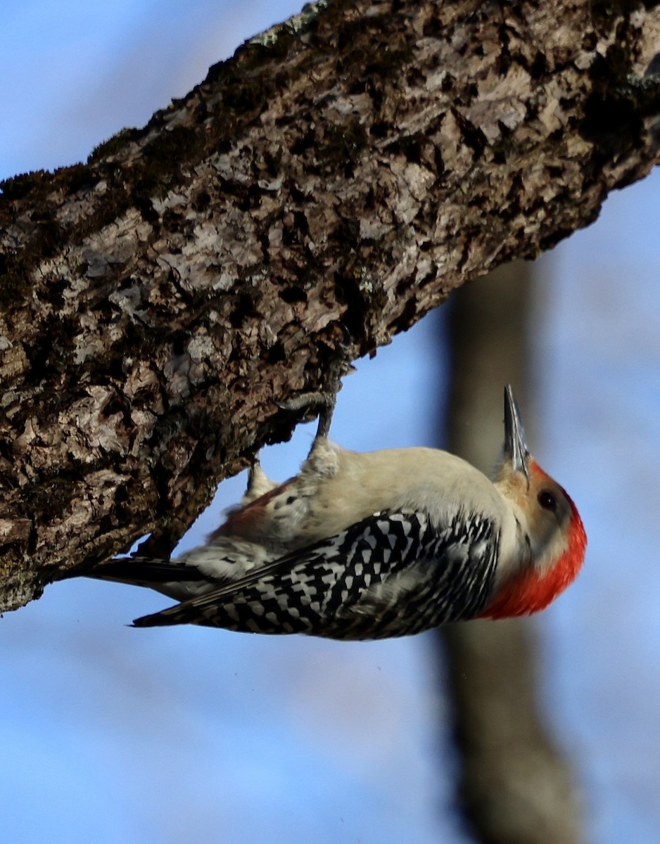 Red-bellied Woodpecker - ML646760295