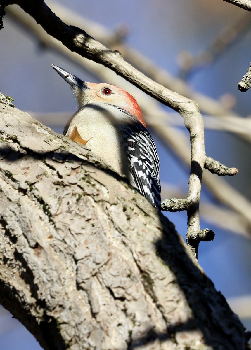 Red-bellied Woodpecker - ML646760296