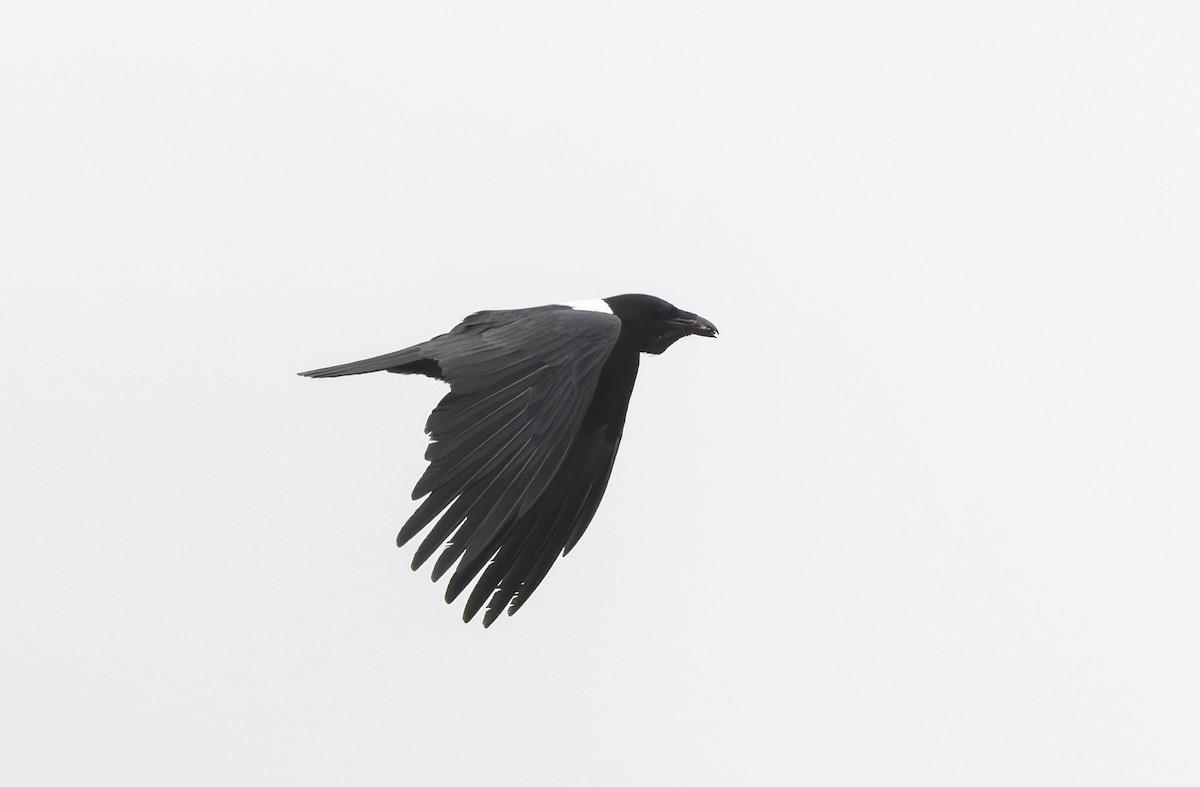Pied Crow - ML646760297