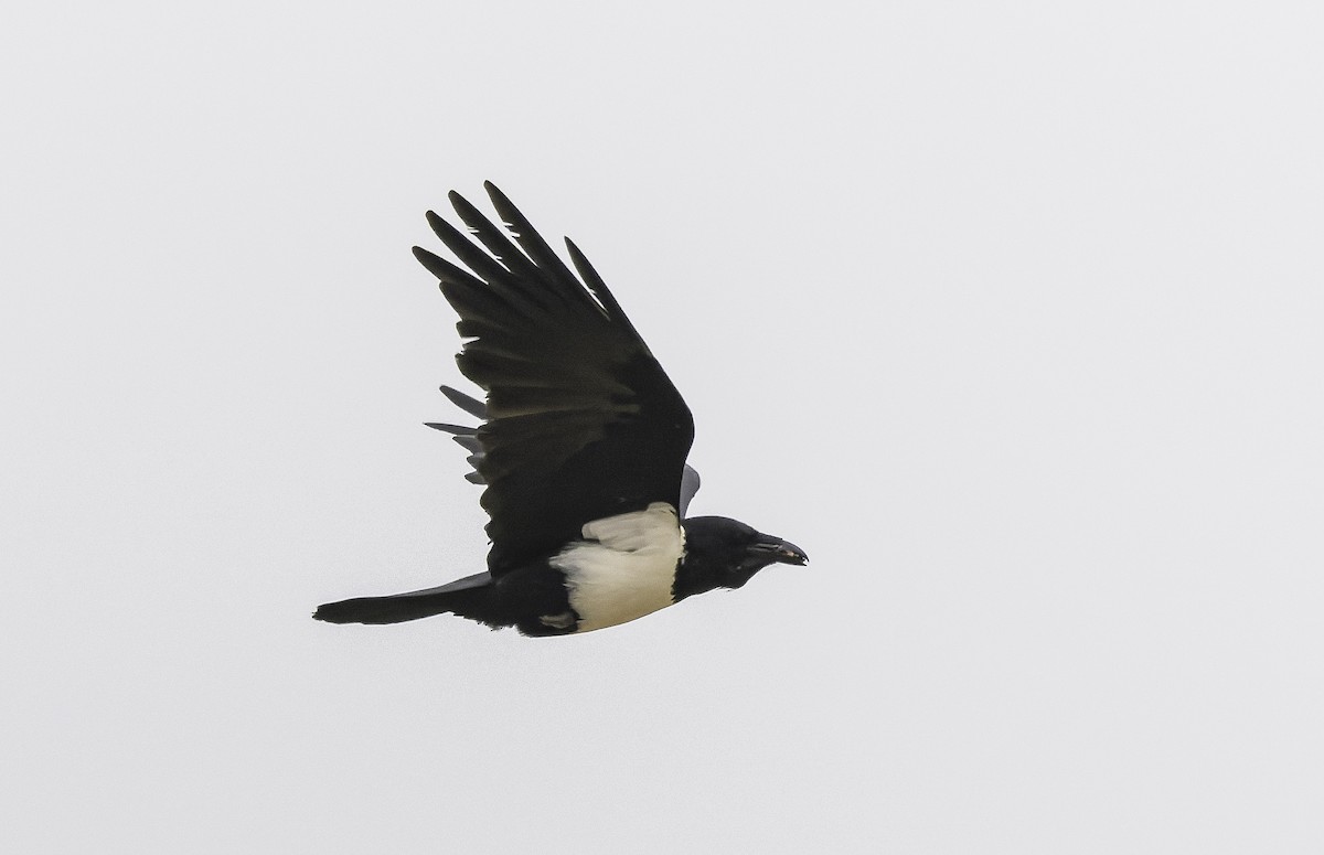 Pied Crow - ML646760298
