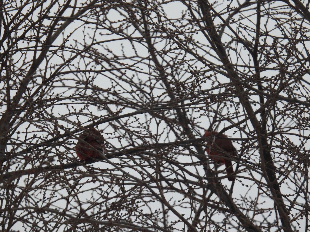 Northern Cardinal - ML646760302