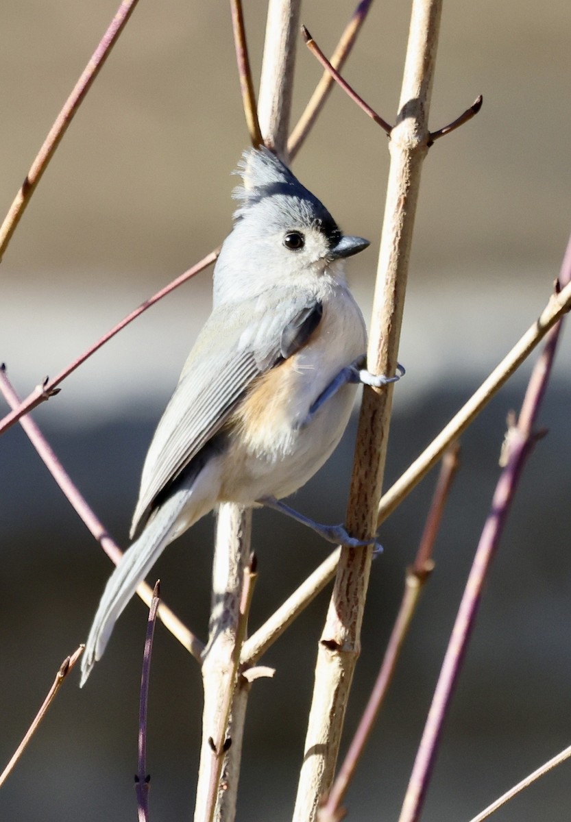 Tufted Titmouse - ML646760303