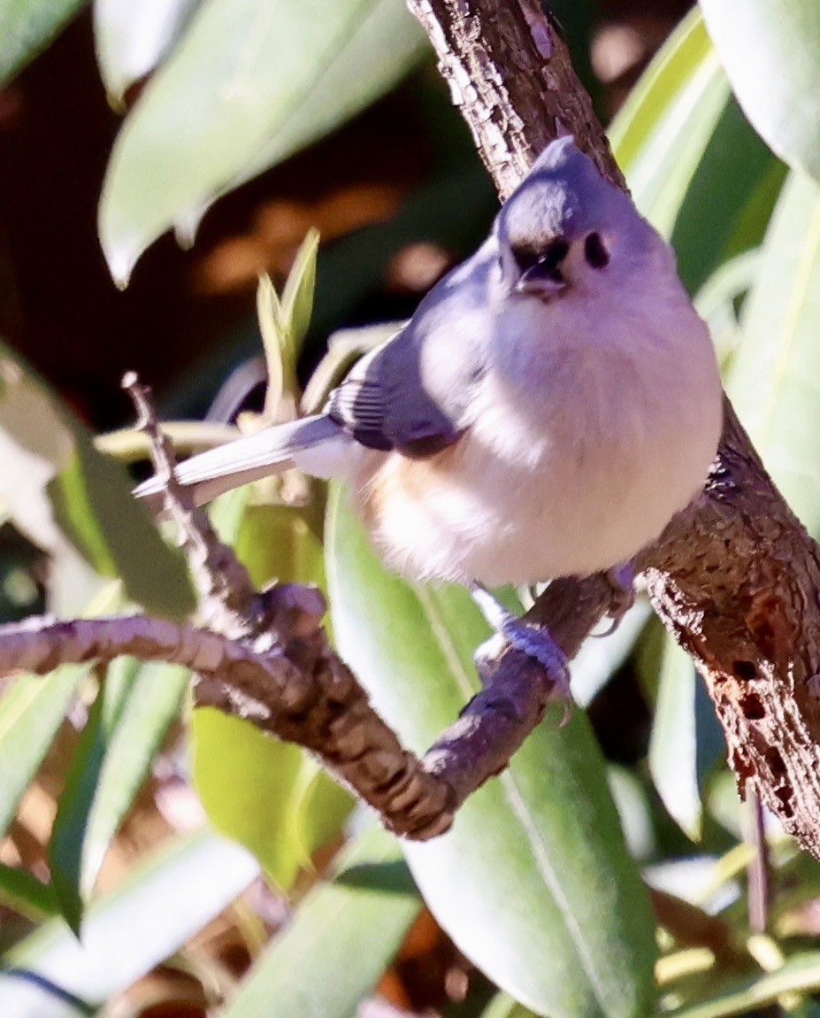 Tufted Titmouse - ML646760304