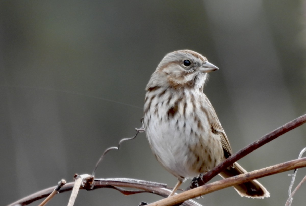 Chingolo Cantor - ML646760306