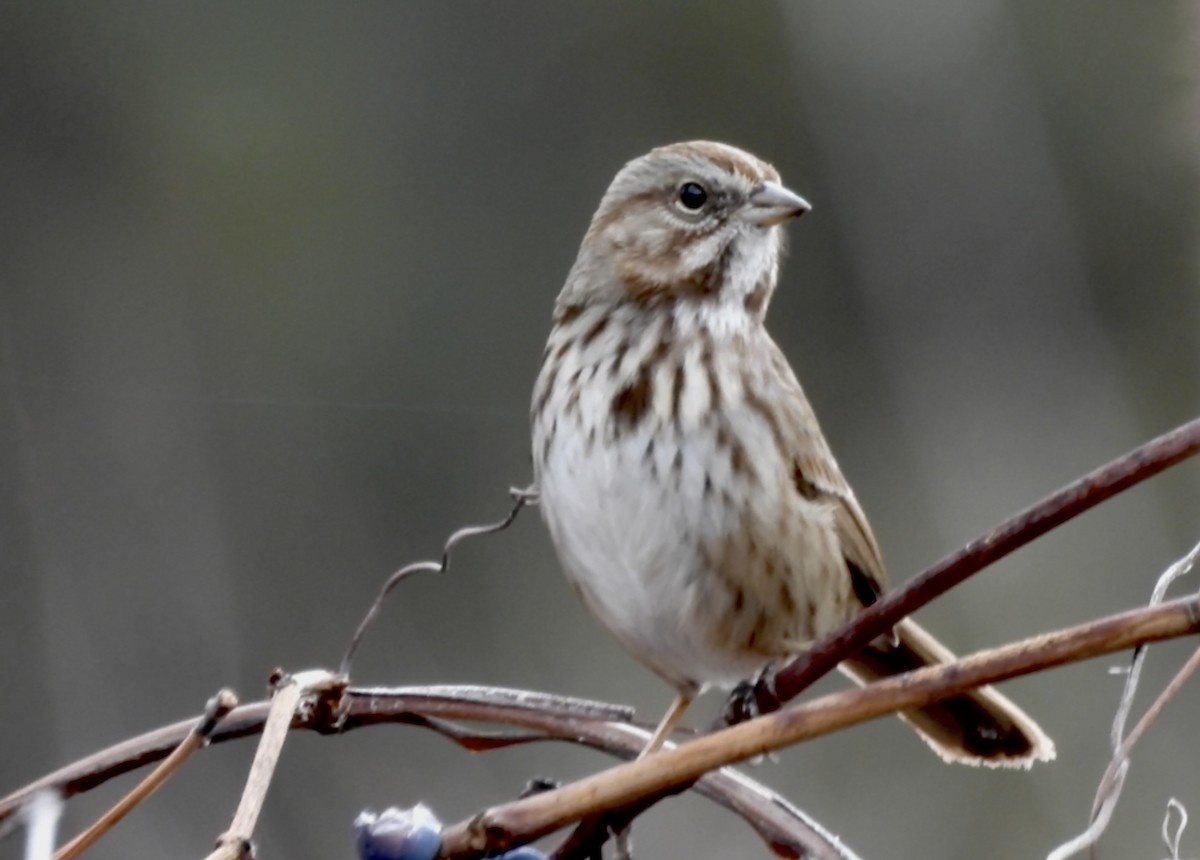 Chingolo Cantor - ML646760307