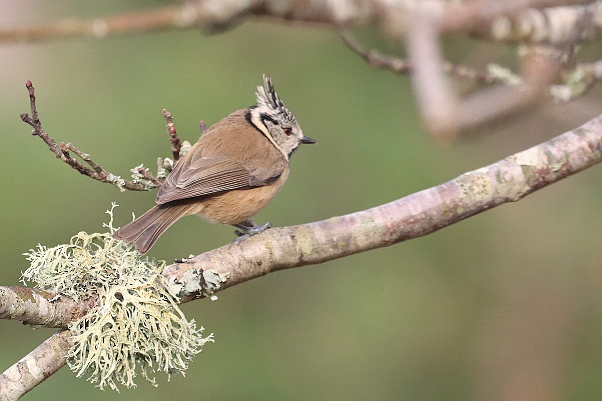 ירגזי מצויץ - ML646760309